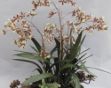 BAOO 178 Dancing Oncidium in Large Long Red Trough