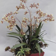 BAOO 178 Dancing Oncidium in Large Long Red Trough