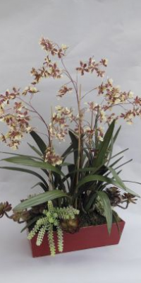 BAOO 178 Dancing Oncidium in Large Long Red Trough