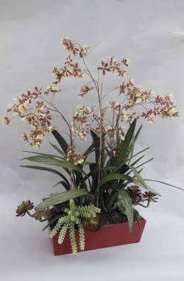 BAOO 178 Dancing Oncidium in Large Long Red Trough