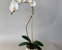 CAPO 101 Medium Phalaenopsis in a Small White Scalloped Pot