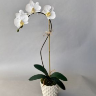 CAPO 101 Medium Phalaenopsis in a Small White Scalloped Pot