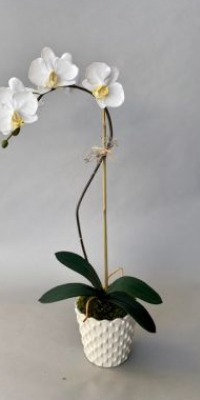 CAPO 101 Medium Phalaenopsis in a Small White Scalloped Pot