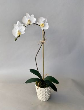 CAPO 101 Medium Phalaenopsis in a Small White Scalloped Pot