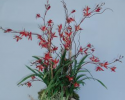 BACO 204 Flame Cymbidium in red box