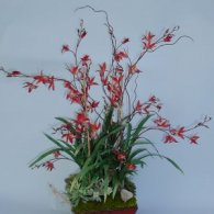 BACO 204 Flame Cymbidium in red box