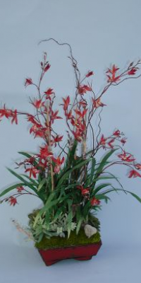 BACO 204 Flame Cymbidium in red box