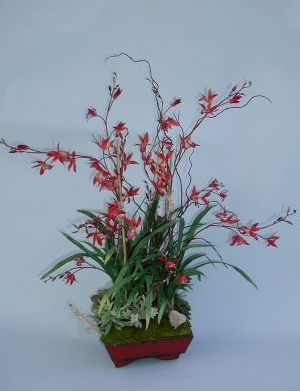 BACO 204 Flame Cymbidium in red box