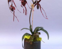 CALO 115 Black Latern Lady Slipper in a Large Dot Pot