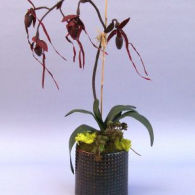 CALO 115 Black Latern Lady Slipper in a Large Dot Pot