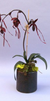 CALO 115 Black Latern Lady Slipper in a Large Dot Pot