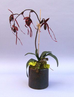 CALO 115 Black Latern Lady Slipper in a Large Dot Pot